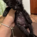 Отдам котят все девочки