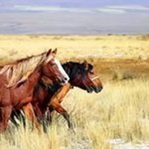 Продам лошадей в Павлодаре