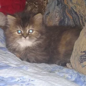 Продам персидского котенка