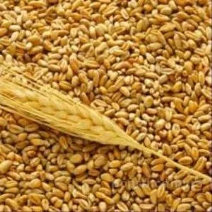 Продаем пшеницу 4 класс
