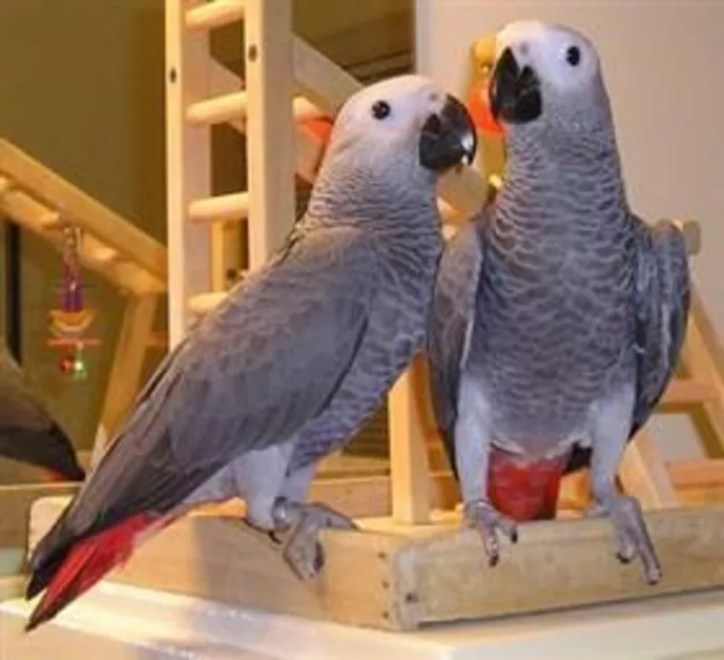 милые и очаровательные африканские серые попугаи на продажу