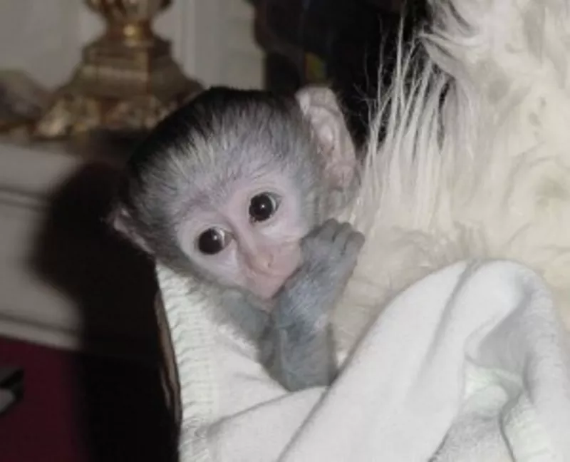 Зарегистрированные детское лицо капуцин обезьян доступны