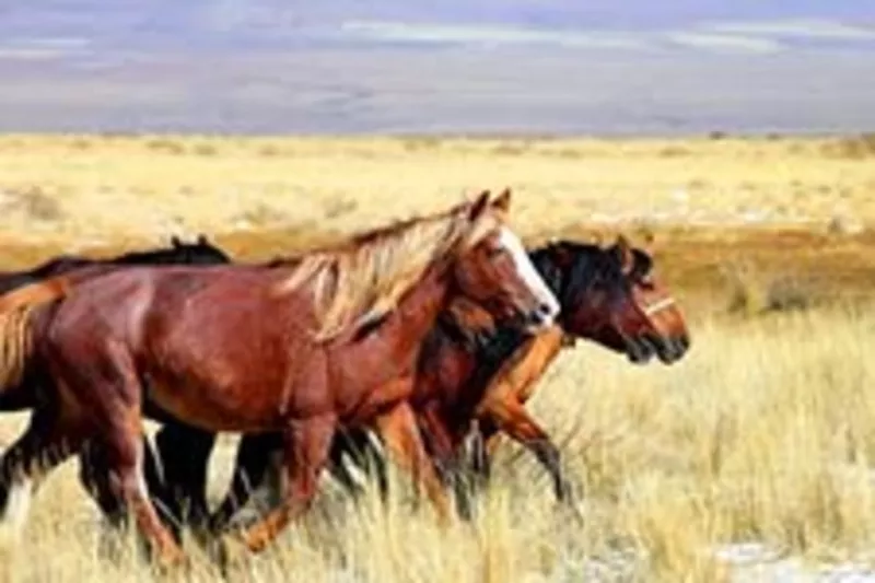 Продам лошадей в Павлодаре