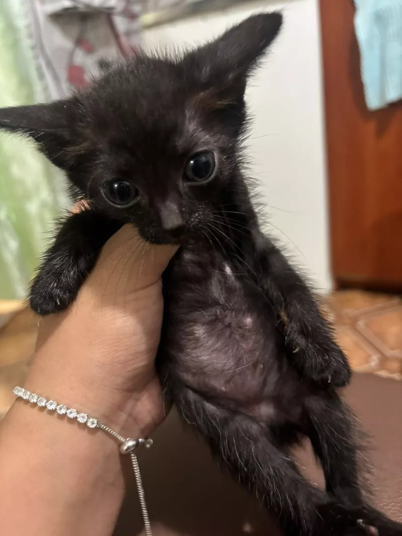 Отдам котят все девочки