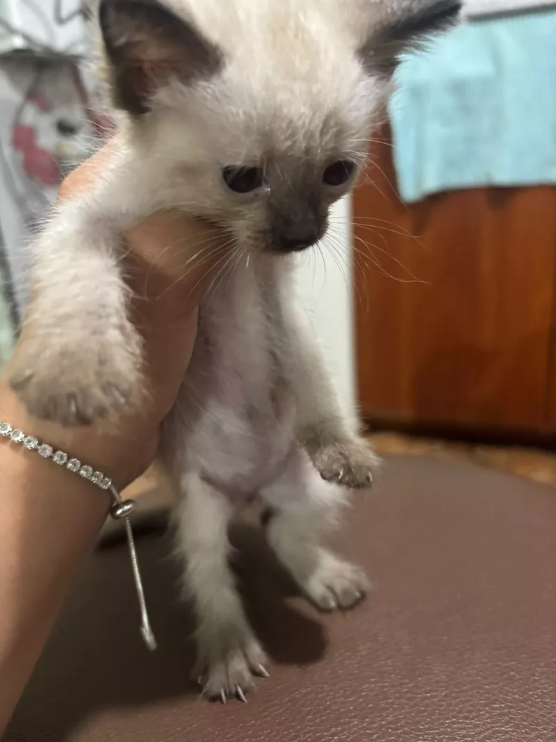 Отдам котят все девочки 3