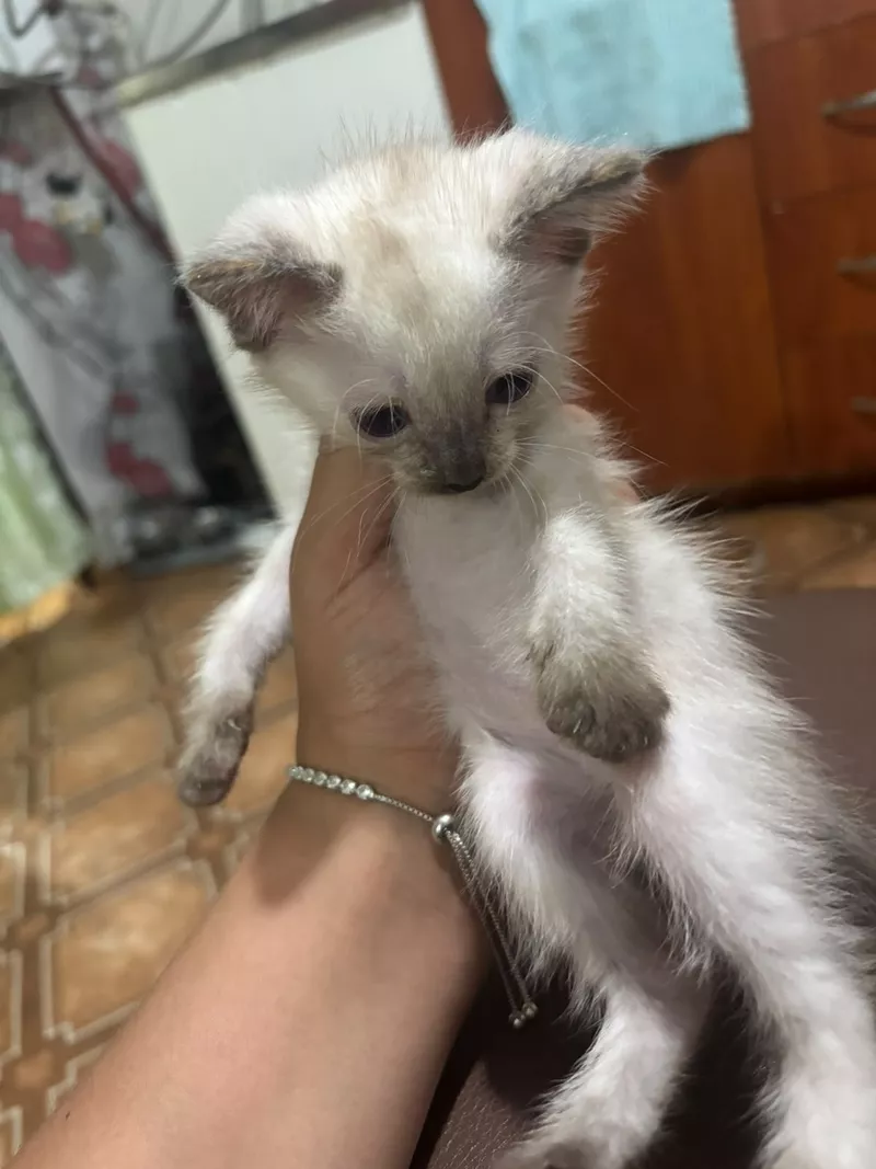 Отдам котят все девочки 2