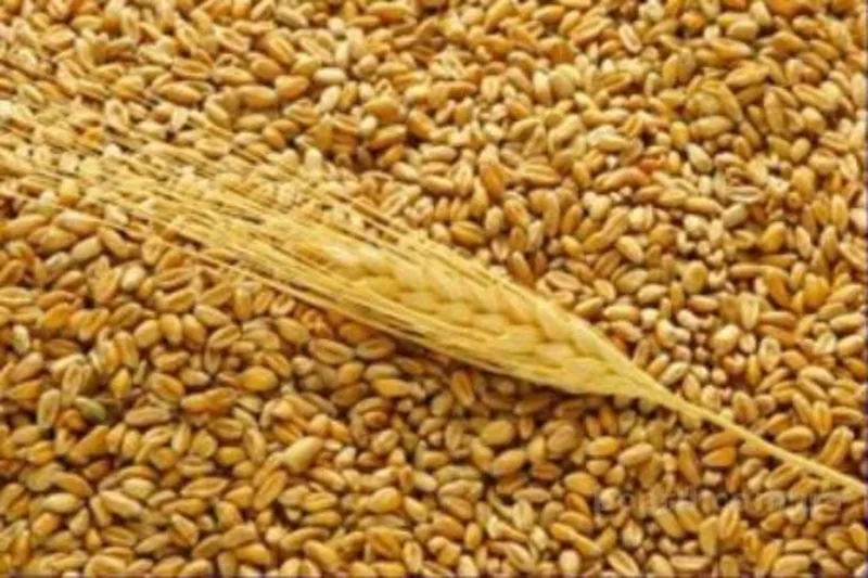 Продаем пшеницу 4 класс
